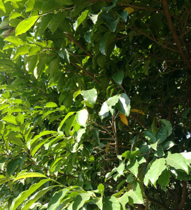 新鲜红桂木树苗 红桂木苗大叶胭脂 狗囊果树叶片500克