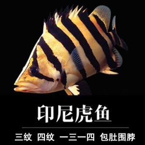 【喷点虎鱼】喷点虎鱼品牌,价格 - 阿里巴巴