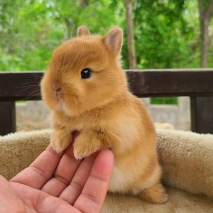 小型侏儒兔子活物凤眼海棠宿舍宠物网红迷你兔进口荷兰垂耳兔活体