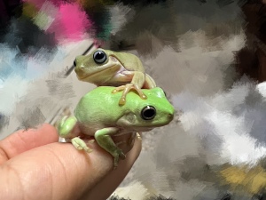 澳洲蓝姥爷树蛙澳蓝苗子两栖爬宠蓝眼焦糖姥爷活体姥爷蛙