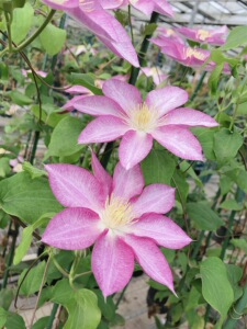 考拉花园 铁线莲八桥 丰花系列品种爬藤攀援花卉庭院花园p9盆栽好