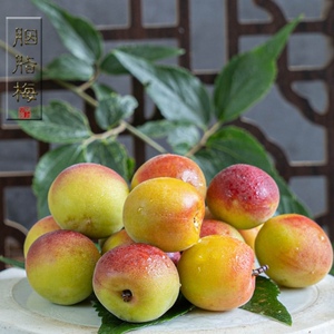 新鲜胭脂梅 云南大理洱源高山红梅精品果野生现摘梅子泡梅酒酵素