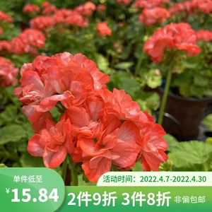 海蒂的花园直立天竺葵英格丽德四季开花勤花阳台庭院植物盆栽