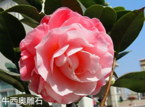 牛西奥雕石茶花原生4年带花苞大苗 精品粉色系品种 当年开花