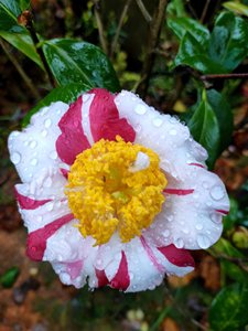 香太阳茶花嫁接带花苞大苗,条纹多色带香味品种 包对版 当年开花