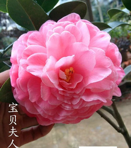 宝贝夫人茶花嫁接大苗 精品大型粉色云杂系品种 包对版 当年开花