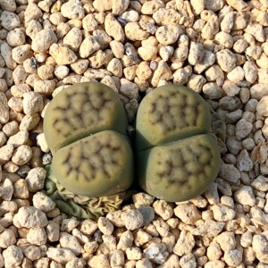 绿招福玉'shagreen'黑曜石番杏科多肉植物生石花这是一家多肉店