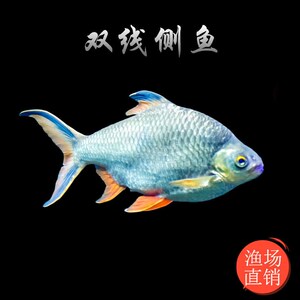小银线观赏鱼金凤鱼飞凤鱼活体鲫双线侧鱼银风鱼红鳍鲫鱼
