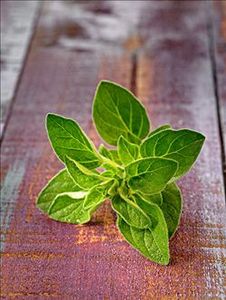 甜牛至盆栽 苗 小叶薄荷密叶奥勒冈香草可食用的意大利披萨草香草