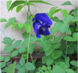 蝶豆花苗 蓝蝴蝶苗 蝶豆花盆栽苗 紫蓝色花朵 可泡茶 可食用