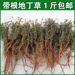 地丁草新鲜