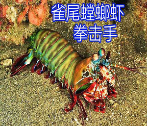 雀尾螳螂虾 凶猛虾类 海水鱼缸观赏虾 活体包活顺丰空运 惠欲水族