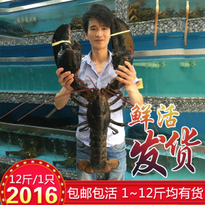 澳龙波士顿龙虾