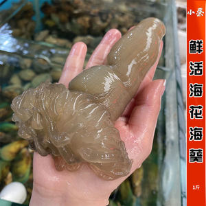 鲜活海葵海花海鲜水产新鲜海肠子 海沙蒜 海腚干 沙虫子 煲汤1斤