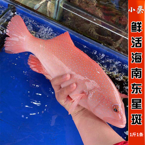 眼斑波鱼-淘宝拼多多热销眼斑波鱼货源拿货 - 阿里巴巴货源