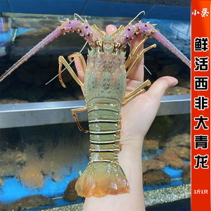 鲜活西非青龙海鲜水产青龙虾 小青龙虾澳洲龙虾波龙 规格1-5斤1只