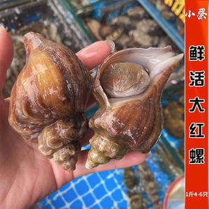 鲜活大红螺 海鲜水产贝壳新鲜野生活鲜超大海螺香螺花螺1斤4-6只
