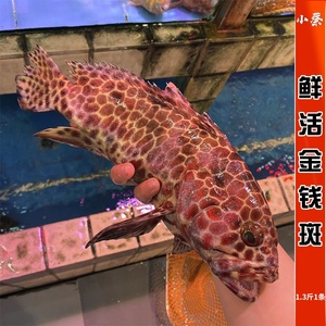鲜活金钱斑野生进口海鱼海鲜水产深海活鱼冬星斑老鼠斑1.3斤1条
