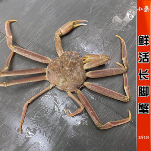 鲜活长脚蟹野生进口海鲜水产帝王蟹珍宝蟹雪蟹板蟹松叶蟹2斤1只