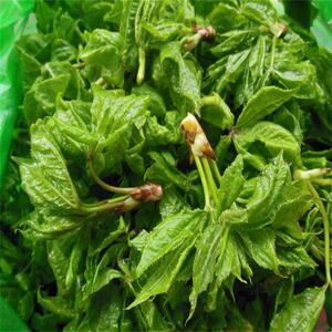 【刺嫩芽包邮新鲜】刺嫩芽包邮新鲜品牌,价格 - 阿里巴巴