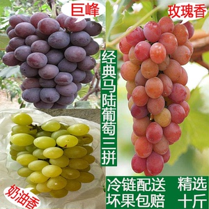 上海马陆葡萄巨峰玫瑰奶油三个品种拼装新鲜水果十斤冷链运输