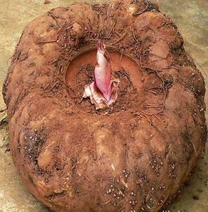 新鲜番芋魔芋沾身芋1500克左右多还少补