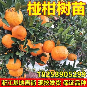 大果椪柑树苗 台湾85-1巨型椪柑苗 无核椪柑芦柑桔子树苗当年结果