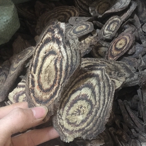 穿根藤
