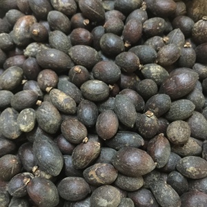 野生葵树子 葵树籽 葵扇子 蒲葵子蒲扇种子扇叶葵子500g