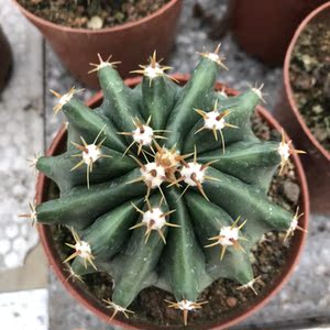 短刺巨鹫玉实生仙人球硬刺勾刺开花仙人掌室内桌面防辐射绿植盆栽