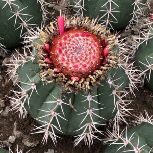 实生大碧云仙人球 层云庭院花卉盆栽植物 开花云座球 强刺属藏云