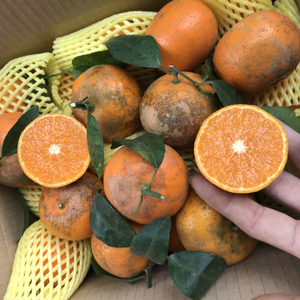 2022新鲜云南高原乌柑花皮晒斑沃柑8斤大果包邮水果柑橘子孕妇