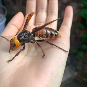 虎头蜂王金环胡峰筑巢地下的地龙蚂蜂牛角蜂红娘蜂王标本50只泡酒