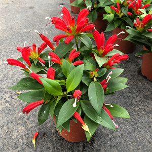 新品火凤凰还巢金鱼花盆栽直立吊兰花卉带花发货阳台办公室窗