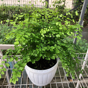 小叶铁线蕨盆栽水培植物室内办公室桌面四季常青净化空气吸甲醛