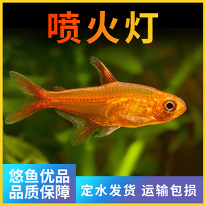 喷火灯鱼小型热带鱼性情温和不伤虾草缸混养