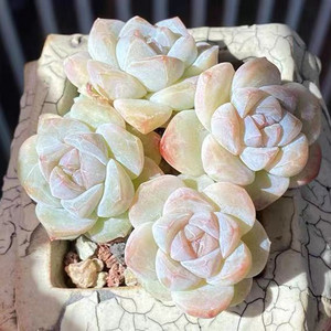 【冰玉】景天科多肉植物果冻透粉色经典品质肉肉新手好养活状态美