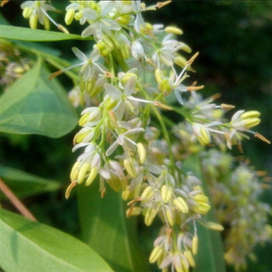 雪柳苗五谷树挂梁青家庭园艺盆栽花卉绿植篱笆中草药植物美观包邮