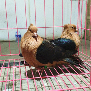 元宝鸽子特大公斤鸽大型一对种鸽巨型信鸽观赏鸽肉鸽包活到家