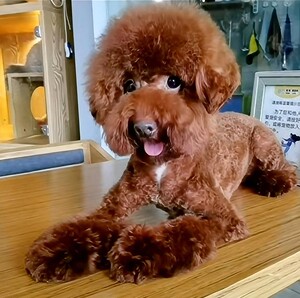 精品红泰迪玩具迷你贵宾犬不掉毛宠物狗活体幼犬重庆实体店