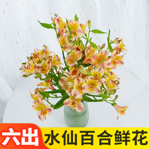 水仙百合六出花云南基地直发鲜切花家用水养插花混搭花束配花