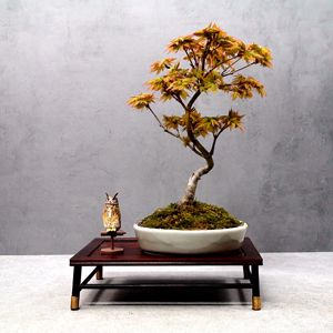 日本进口枫树红枫鹿岛枫一手托扭杆小老庄茶台意境盆景