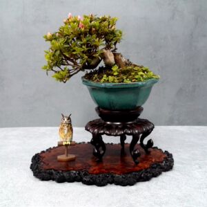 庆五一大放漏日本进口稀有杜鹃品种鹤翁老庄临水式拇指微型盆景