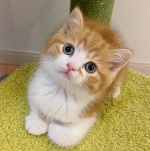 中华田园猫纯白