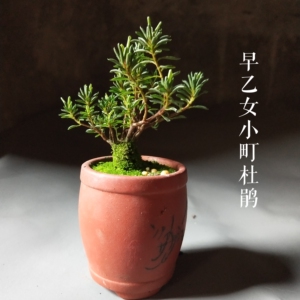 00yu993758597淘宝早乙女小町杜娟 日本姬杜鹃 勤花 小叶 微型盆景