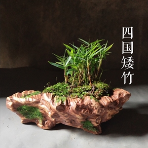 正宗日本四国矮竹四国姬竹 迷你竹子 迷你盆栽 微盆栽