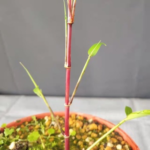日本红寒竹 朱竹 红竹 花叶寒竹绿植盆栽书房迷你桌面竹子 稀有竹