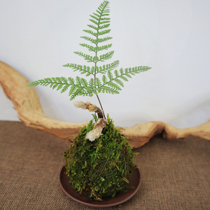 狼尾蕨蕨类绿植盆栽盆景好养室内书房办公室净化空气中式禅意摆件