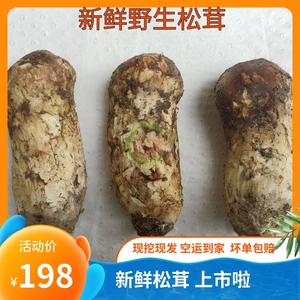 现货冰冻松茸500g云南香格里拉特产松茸鲜野生菌蘑菇出口级大松茸