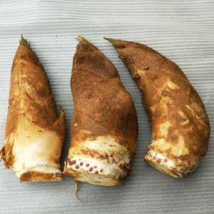 江西赣南新鲜野生春笋,黄泥拱 毛竹笋5斤现挖现发